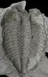 Partial Dalmanites Trilobite - New York #68525-1